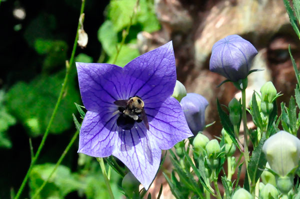 Flowers and the Bees